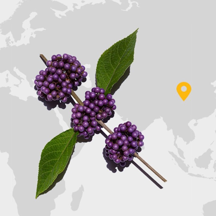 Callicarpa